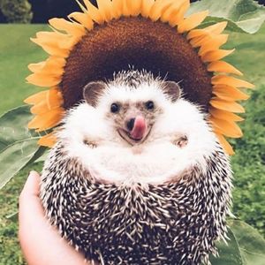 Meet your Posher, Colette